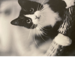 The kitties forever