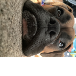 Jakalobeez