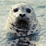 Sigma seal