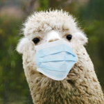 Hyper llama