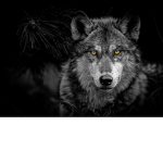 Cold-Blooded-Wolves