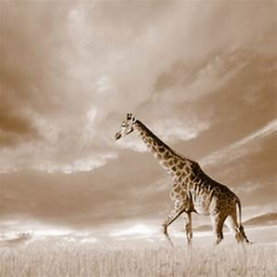 The Giraffe-er-Doodle Hangout