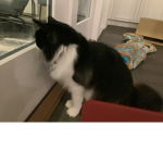 Cat/dog group
