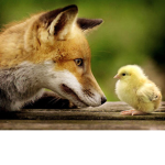 Foxy Power