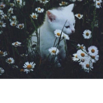 f l o w e r b u d s