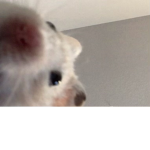 Group all about hamsters!