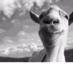 Giga goat gang