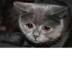 Cat group for cat games and other games