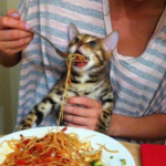 spegetthi cat group