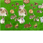 The BunnyArmy