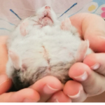 ғᴜʀʀʏ sǫᴜᴀʀᴇ