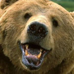 TEAM BEAR!!!!