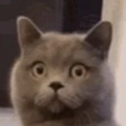 ToTMS icon
