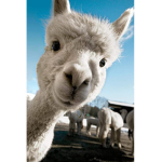 we make llamas