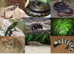 Reptile united