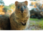 Just some aussie group