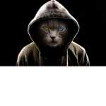 gray cat