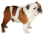 British buIIdogs