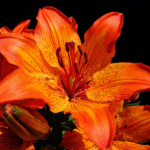 emberlily