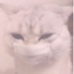 softskull