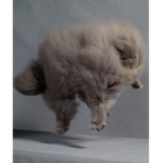 Cats rule dogs drool