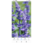 Lavender flowers for life