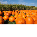 the pumpkin farm