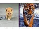 Tigers squad united!