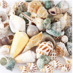 Ali’s shells!