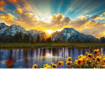 sunflower sunrise