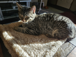 Cats72727