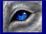 Blue Wolf Army