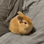 bunny playground