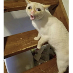 Happy_cat!