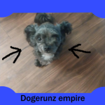 DogeRunz Empire