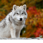 My Little Wolves <3