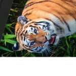 Tiger group for all and I mean all