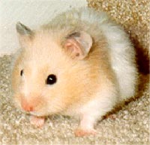 hampster owners