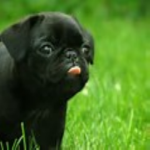 The pug United