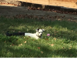 Name your Group of YEEt
