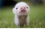 Teh Pig Lovers of Teh World