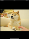 DOGE!!!!!!!!!!!!!!!!!!!!!!