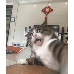 Rat restuarant