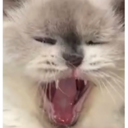 MUNBA MEW😱 (BETA)
