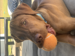Bingo my dog