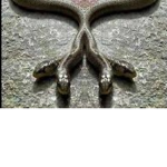 School of the Four Snakes