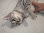 TheLazyKittyCatGroup