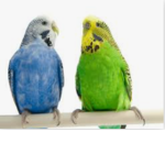 Budgerigar Fam