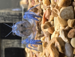 Blue lobster gang4