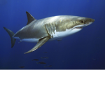 #SharkSquadForever